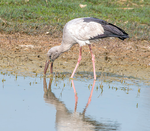 Asian Openbill stork
