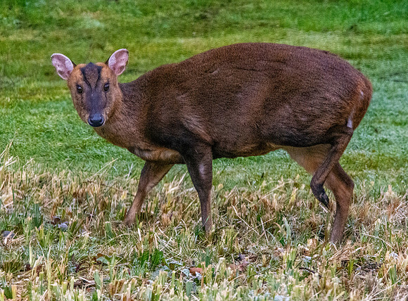 Muntjac deer