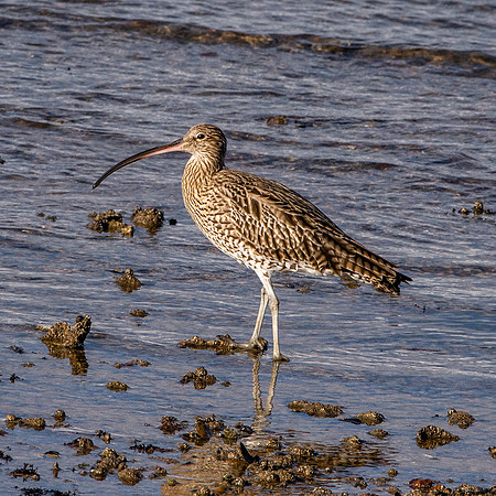 Curlew