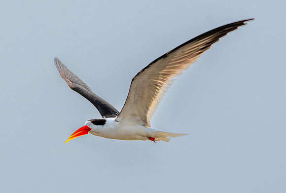 Indian skimmer