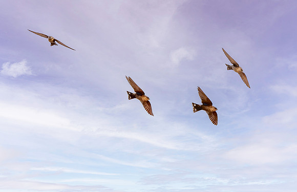 Himalayan swiftlet