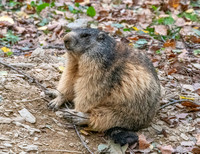 Alpine Marmot