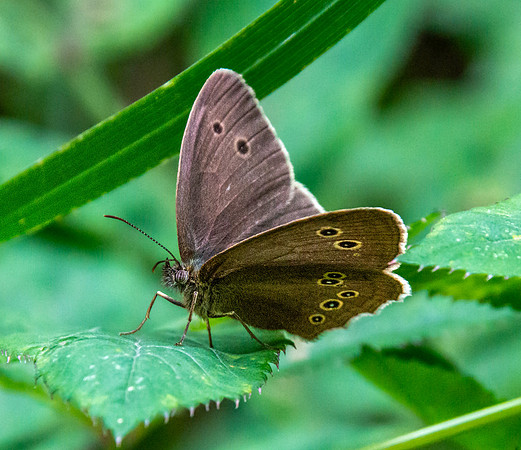Ringlet butterfly