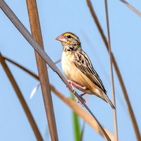 Black breasted weaver