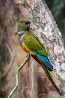 Burrowing parrot