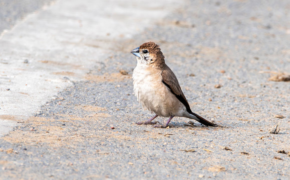 Indian silverbill