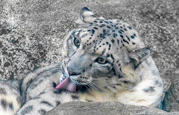 Snow leopard