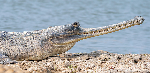 Gharial