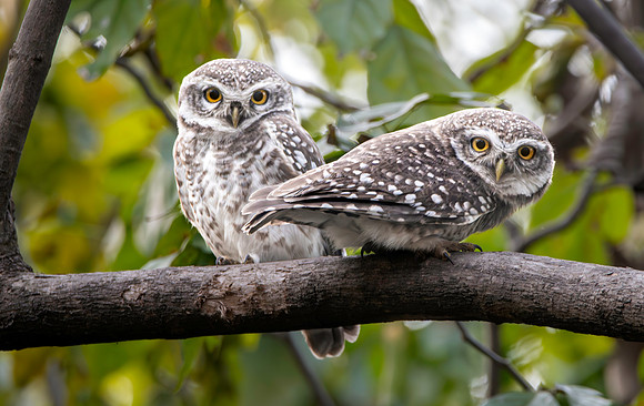 Spotted owlets