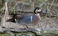 Baikal Teal, male