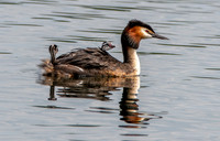 Great crested grebe
