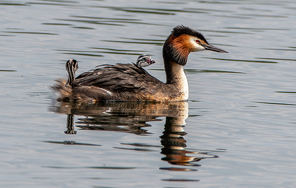 Great crested grebe