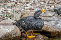 Fuegian steamer duck