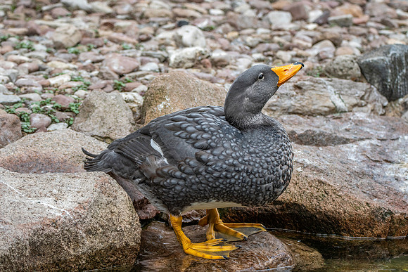 Fuegian steamer duck