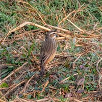 Bluethroat