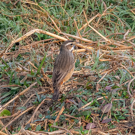Bluethroat