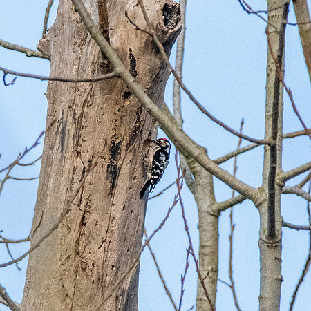 Lesser spotted woodpecker