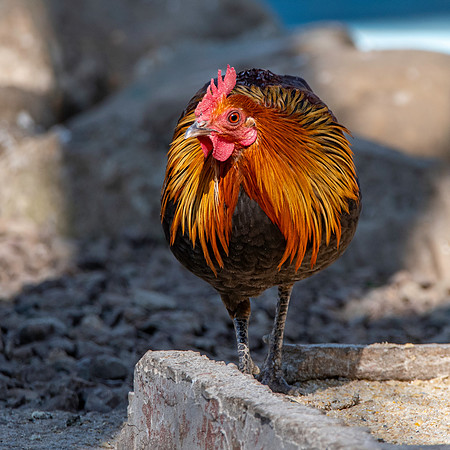 Red junglefowl
