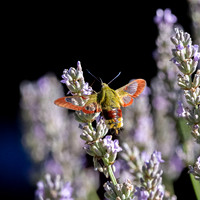 Broad-bordered bee hawk-moth