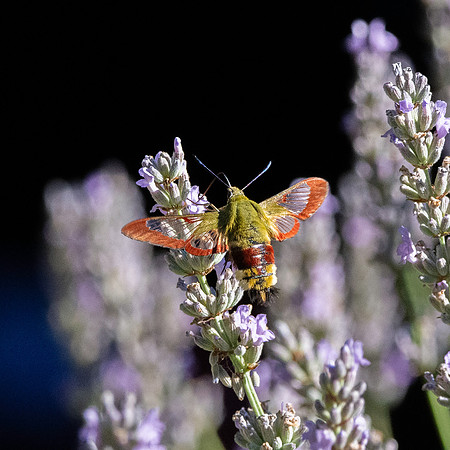 Broad-bordered bee hawk-moth