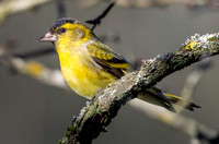 Siskin, male