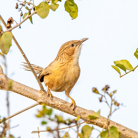 Common babbler