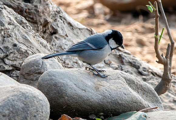 Cinereous tit