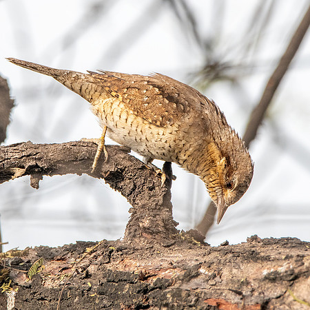 Wryneck