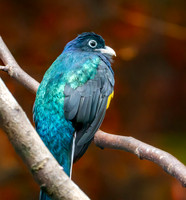 Green backed trogon, male