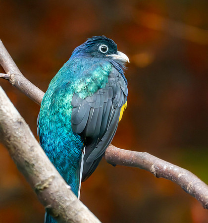 Green backed trogon, male