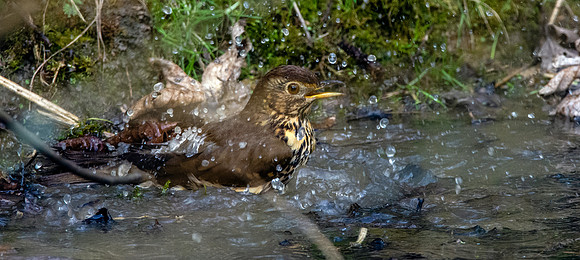 Song thrush