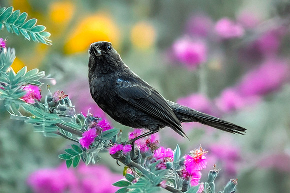 Black flowerpiercer