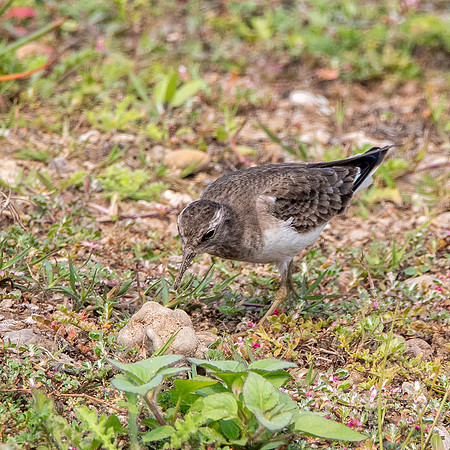 Temminck's stint