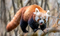 Red panda
