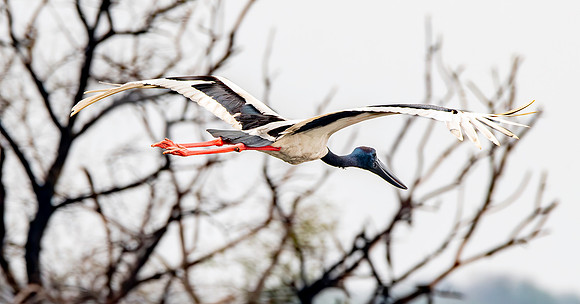 Black necked stork flying
