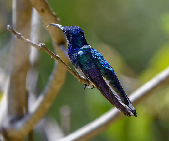 White necked jacobin hummingbird