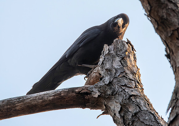 Himalayan jungle crow