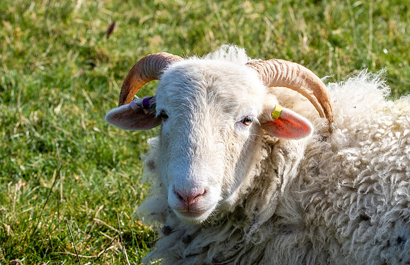 Whitefaced woodland sheep
