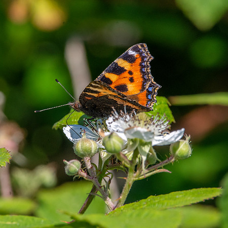 Small tortoiseshell