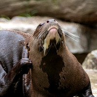 Giant river otter
