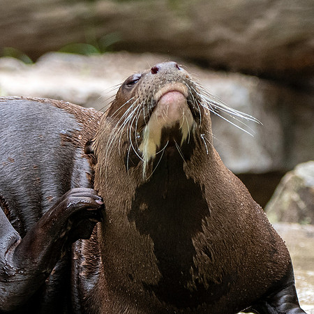Giant river otter