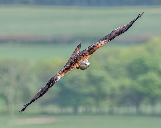 Red kite, flying