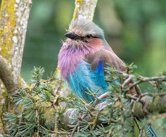 Lilac breasted roller