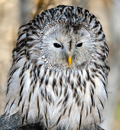 Ural owl
