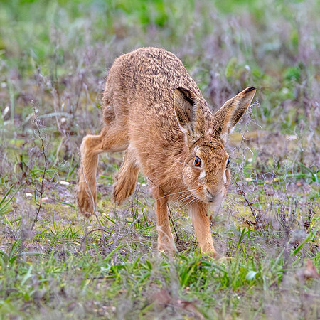 Brown Hare