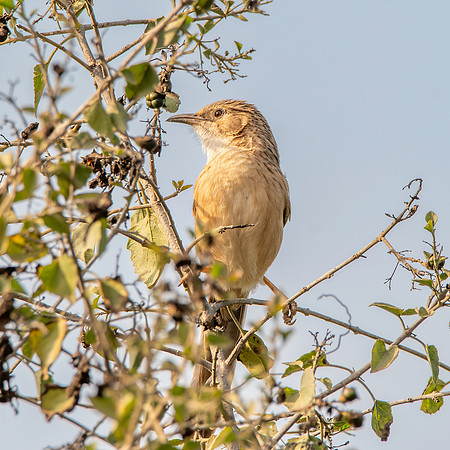 Common babbler