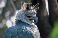 Harpy eagle