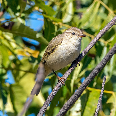 Hume's leaf warbler