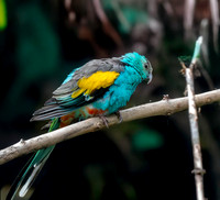 Golden shouldered parrot