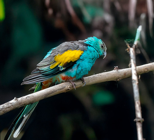 Golden shouldered parrot